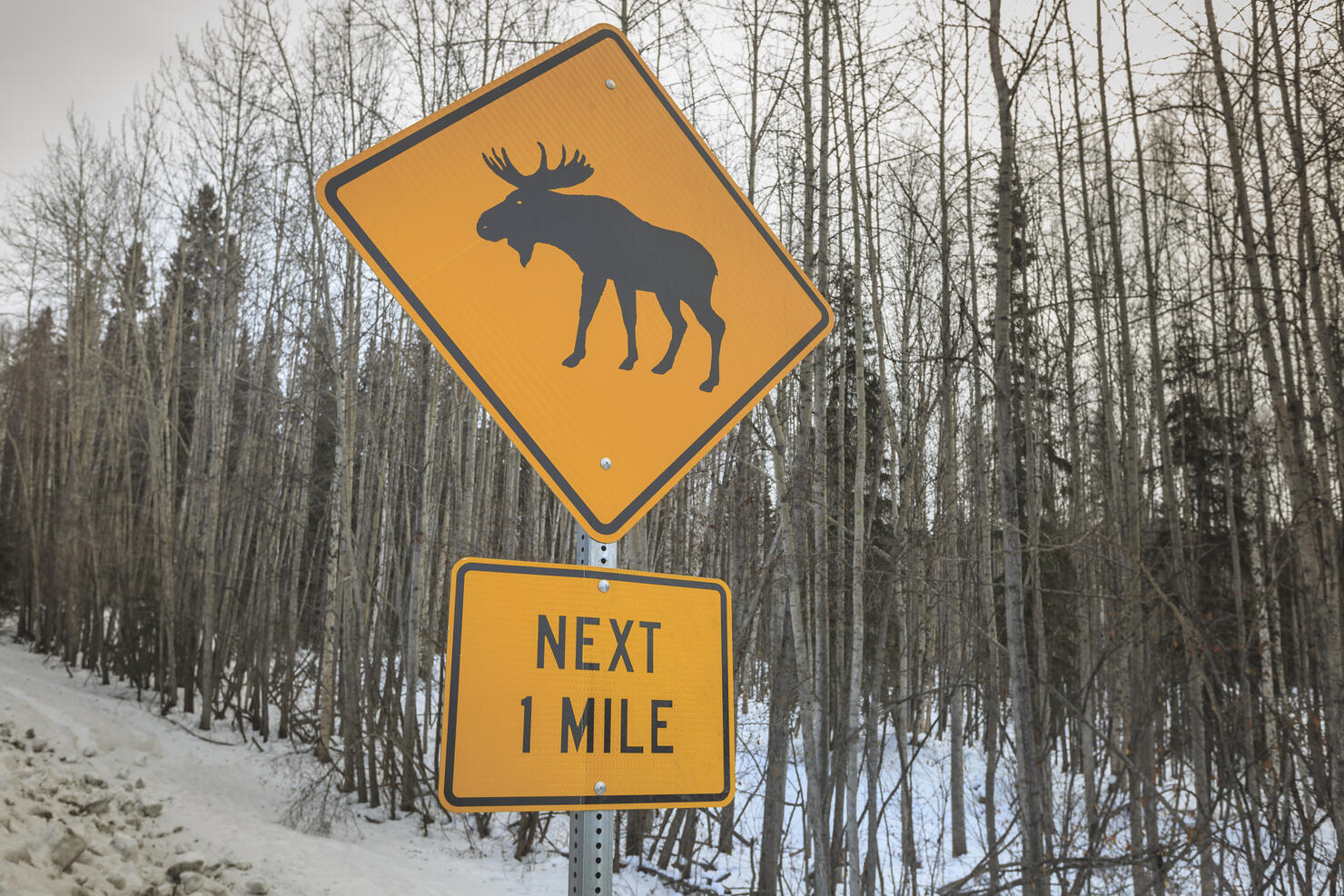 Moose Crossing sign near Fairbanks, Alaska, USA