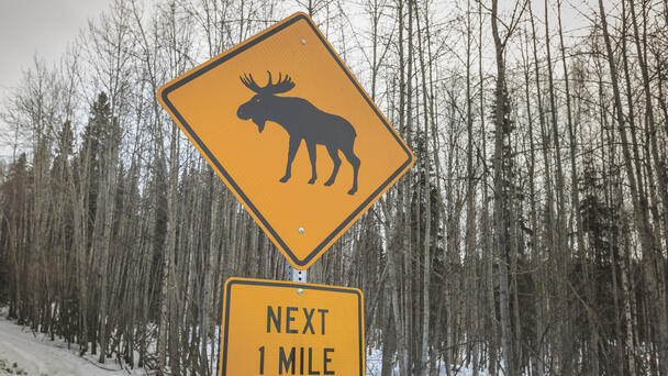 Moose Falls Thru Ice, Drowns In Northwest Iowa