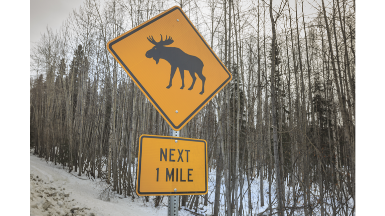 Moose Crossing sign near Fairbanks, Alaska, USA