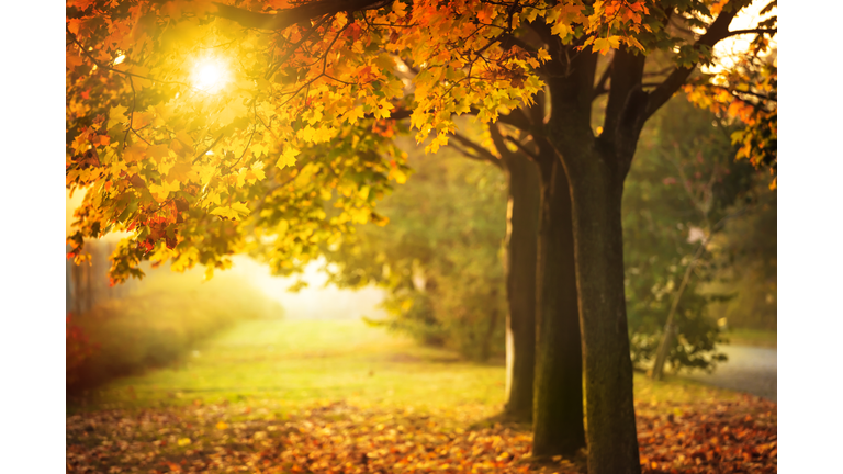 Autumn Tree and Sun during Sunset - Fall in Park