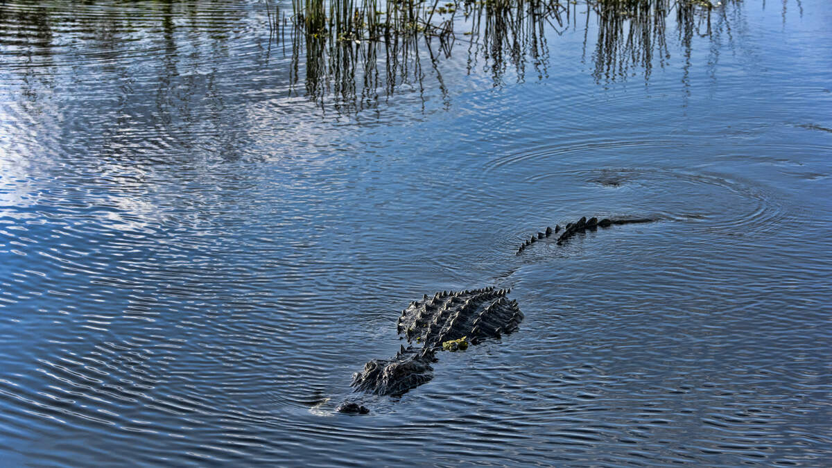 Viral Video: Man Miraculously Survives After 12-Feet Alligator Bites His  Head, Drone Captures Terrifying Footage