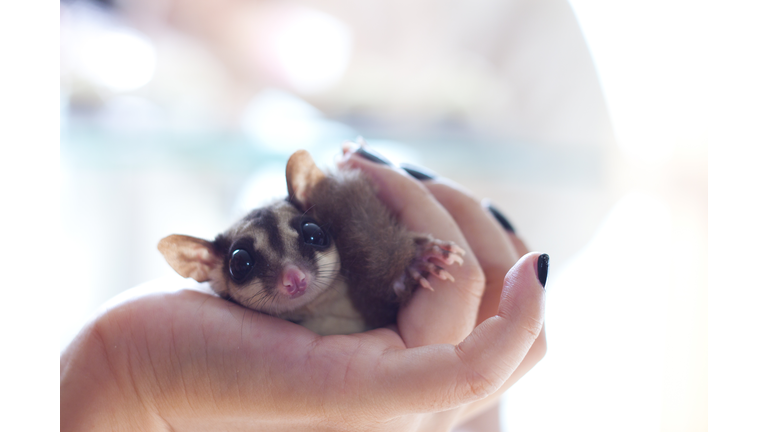 Sugar Glider