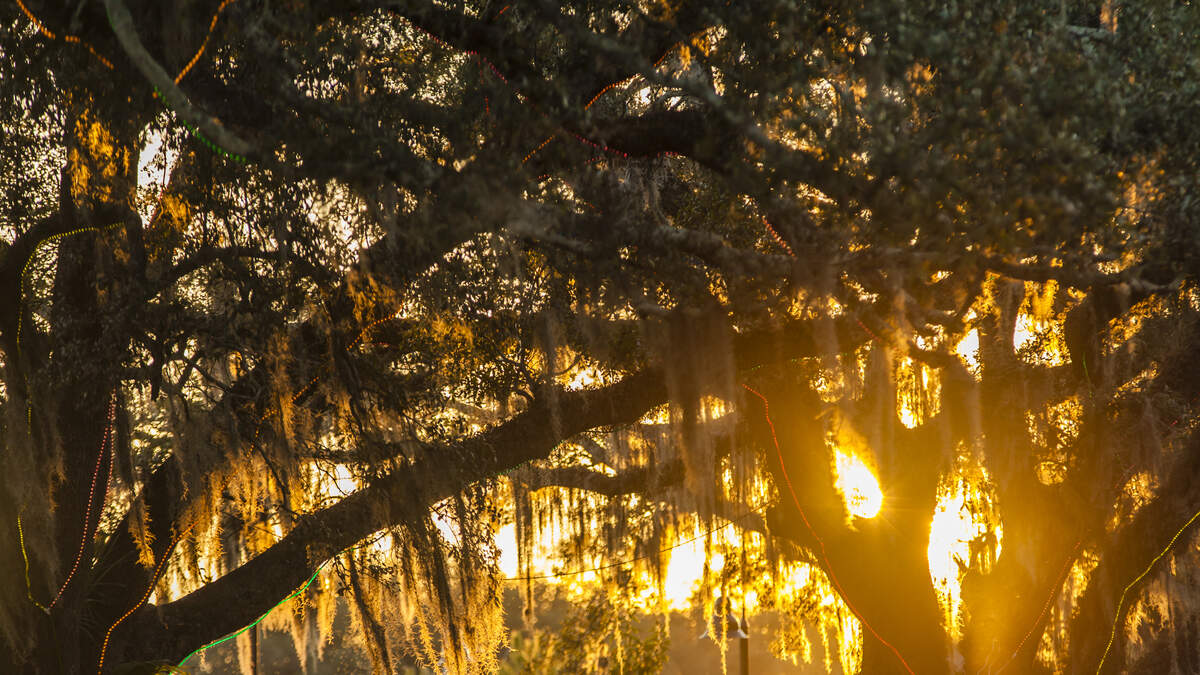 Ancient Jurupa Oak Faces Threat from Development in California | KFI AM ...