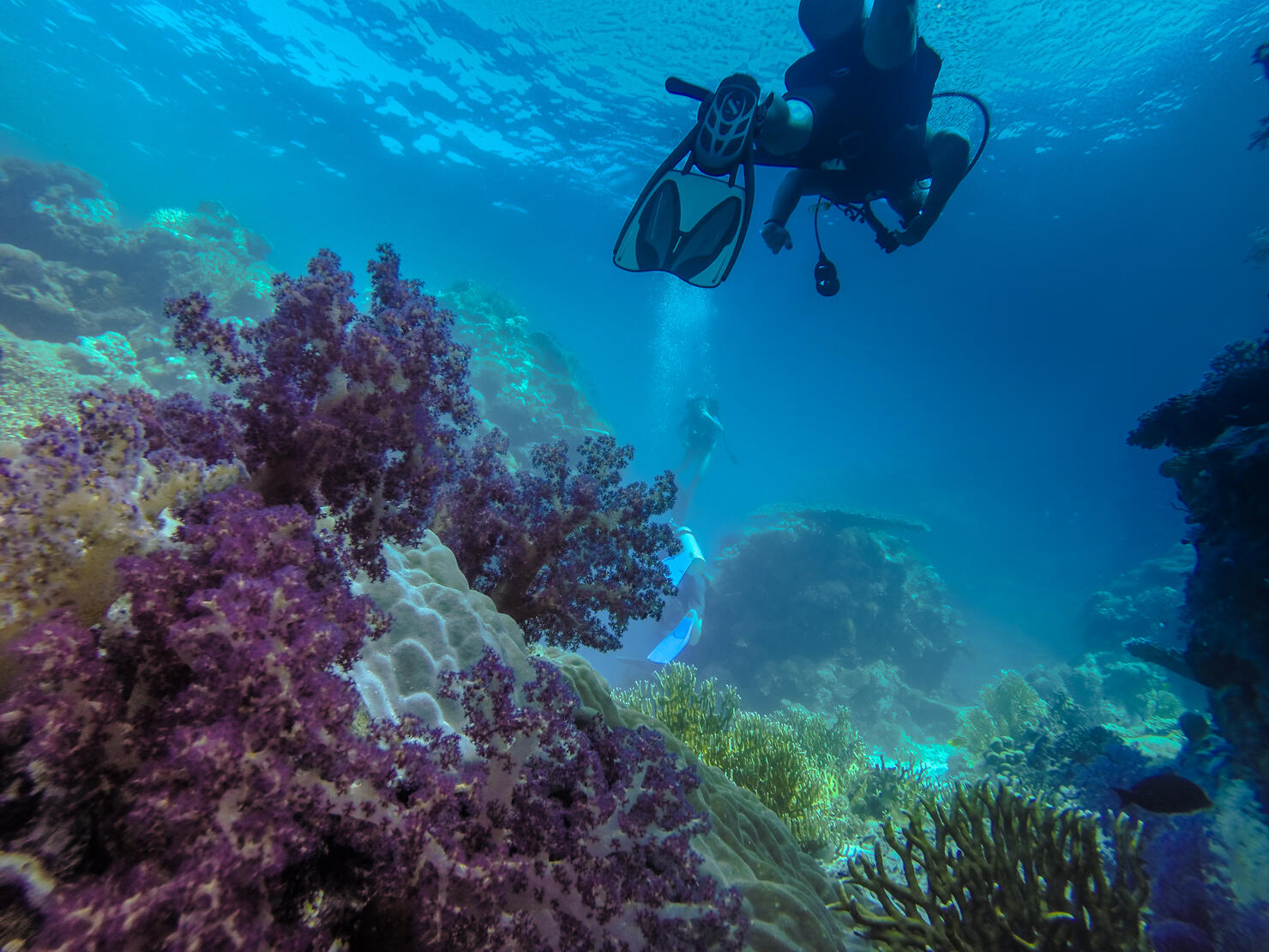 Diving the Redsea