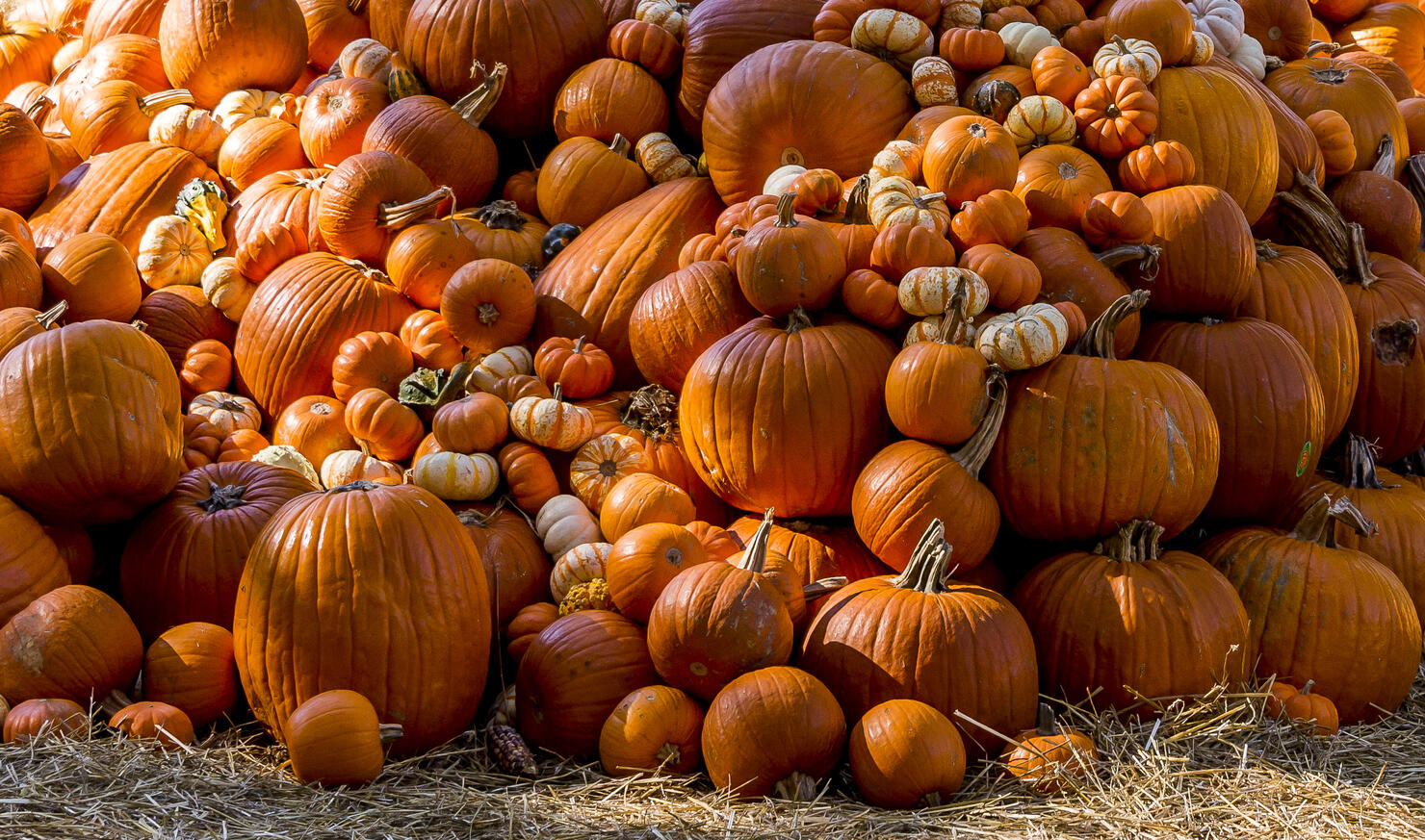 October 11, 2017, Dallas, Texas, USA:  A beautiful display of pumpkins and gourds are presented at the city Halloween display in Dallas, Texas.