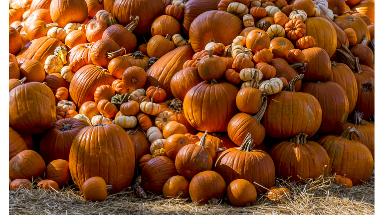 October 11, 2017, Dallas, Texas, USA:  A beautiful display of pumpkins and gourds are presented at the city Halloween display in Dallas, Texas.