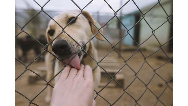 Dog licking human hand through fence in animal shelter