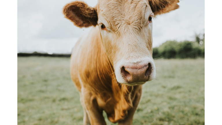 Single Ginger Cow Stands in a Field