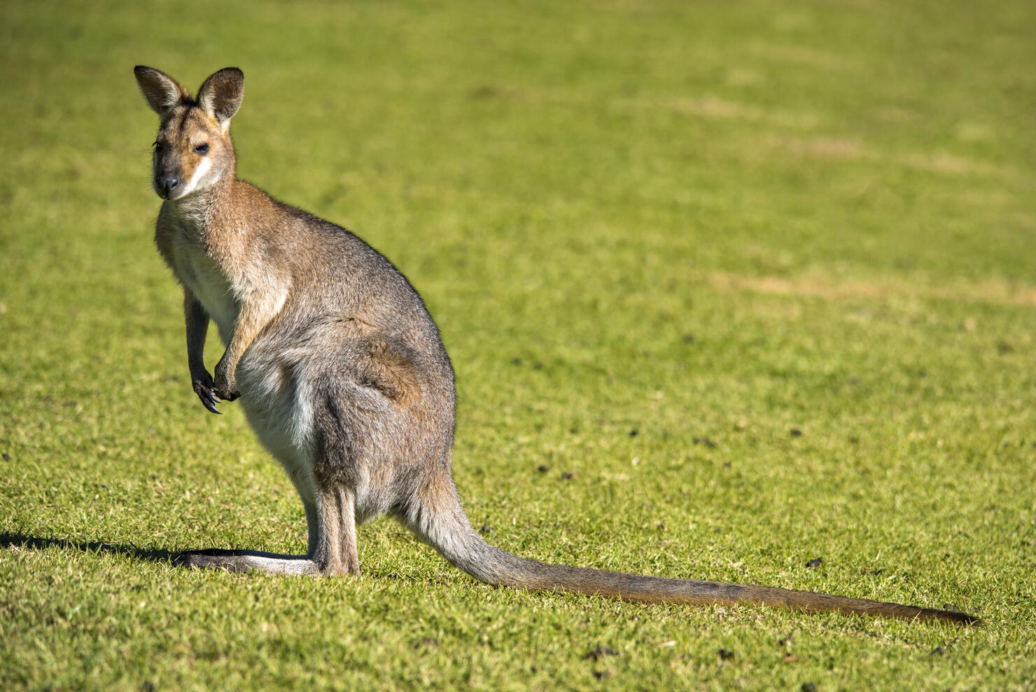 Wallaby