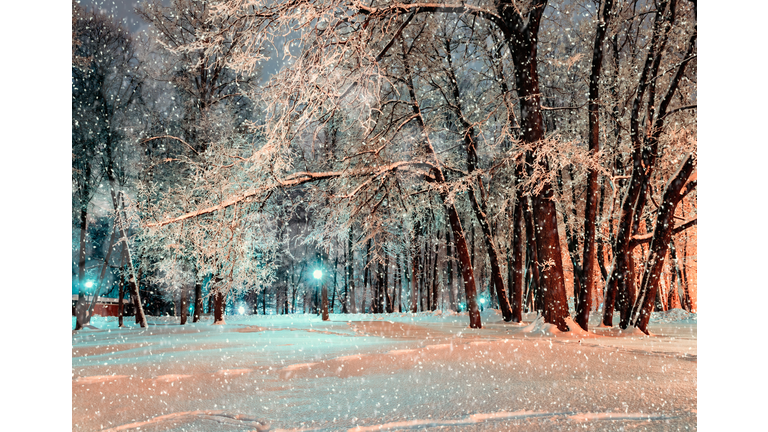 Night city winter park under winter snowfall -winter landscape