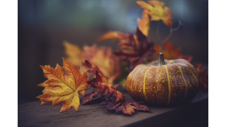 Thanksgiving still life arrangement