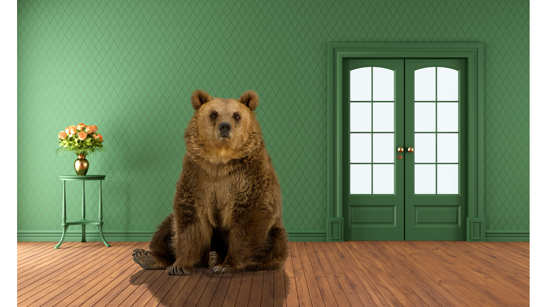 grizzly bear sitting in empty green living room