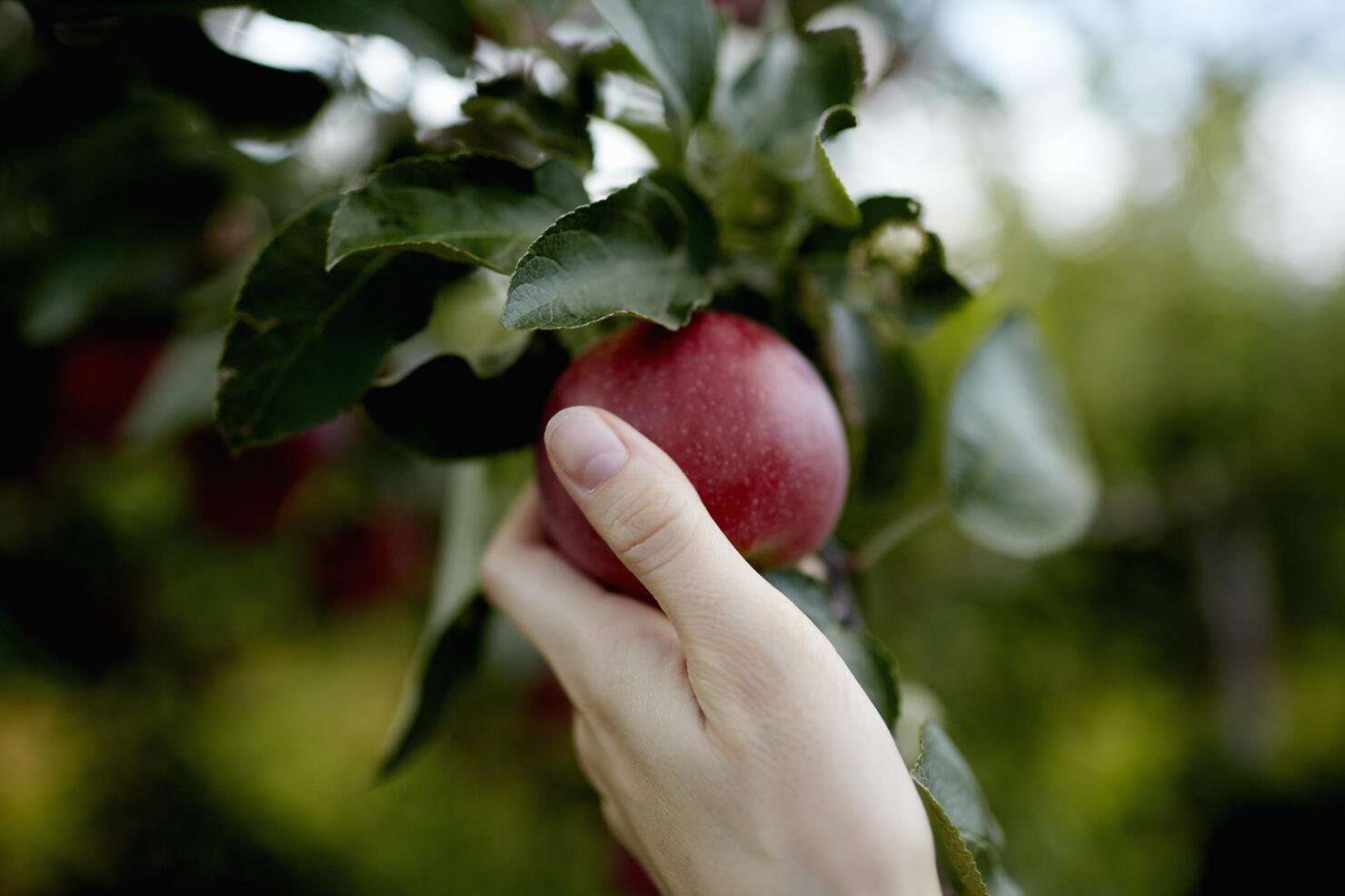 A hand reaching up into the boughs of a fruit tree, picking a red ripe apple. 