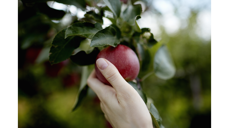 A hand reaching up into the boughs of a fruit tree, picking a red ripe apple. 