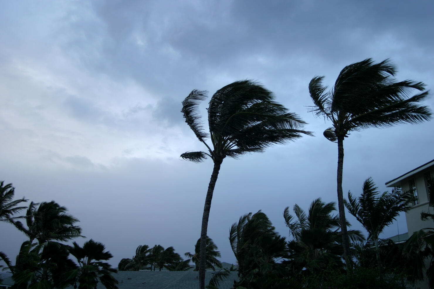 Hurricane or tropical storm wind buffeting palm trees