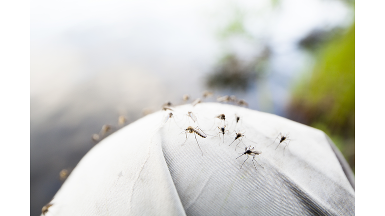 Mosquitos,  close-up