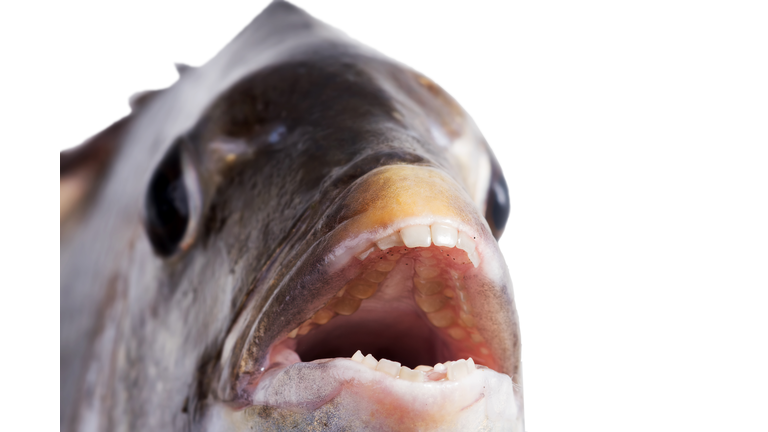 Southern sheeps head (Archosargus probatocephalus), Close-up of muzzle fish, focus on teeth. Isolated on white background