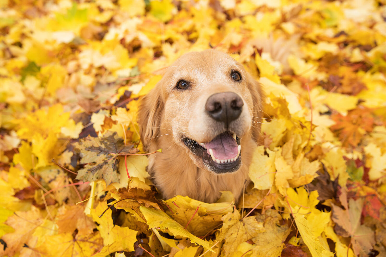 Golden Retriever Dog in Fall colored leaves