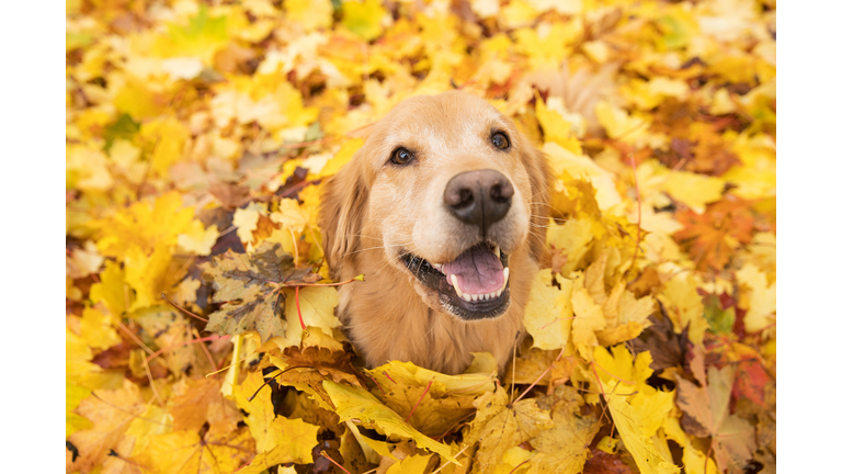 Golden Retriever Dog in Fall colored leaves