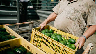 Florida Man Arrested After Allegedly Stealing 400 Pounds Of Avocados