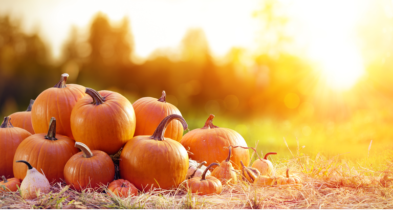 Ripe Pumpkins In Field At Sunset