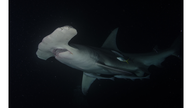 Great Hammerhead Shark