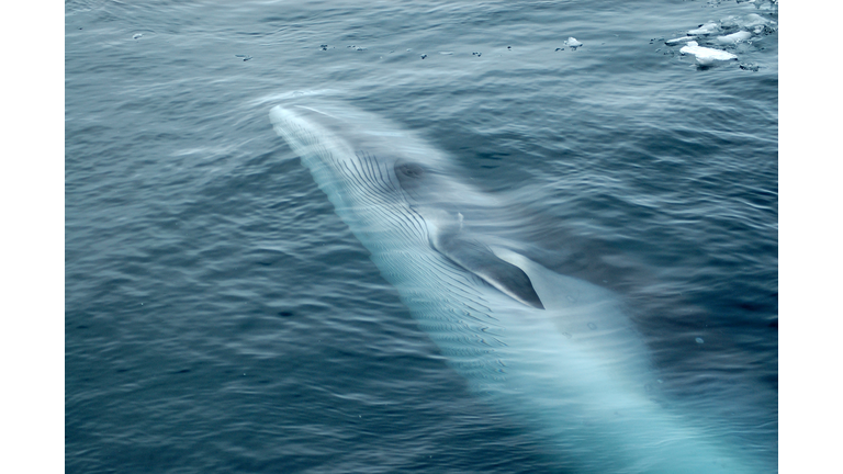 Minke Whale Swimming in Ocean