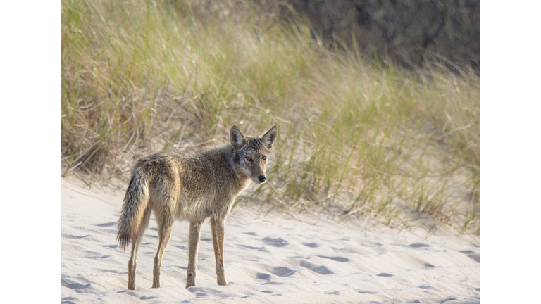 Ptown Coyote