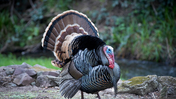 Florida TaxWatch Out With Latest Budget Turkey Report