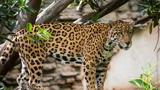 Unusual Jaguar Sightings Caught On Camera In Arizona
