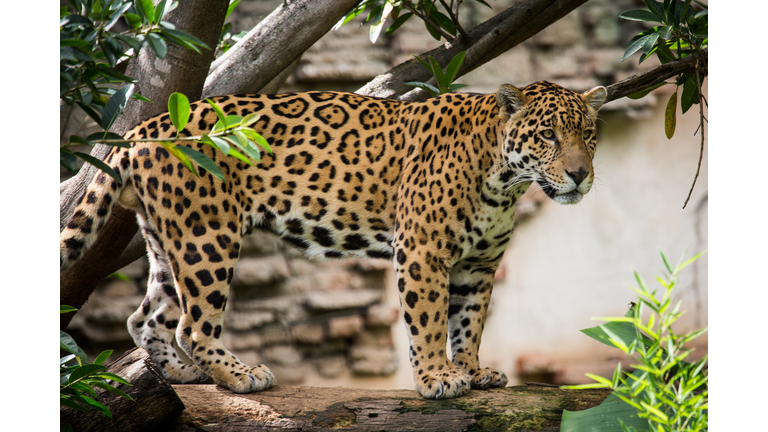 Jaguar resting