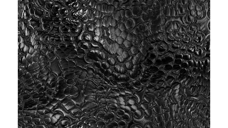 Cryptid Encounters / Open Lines