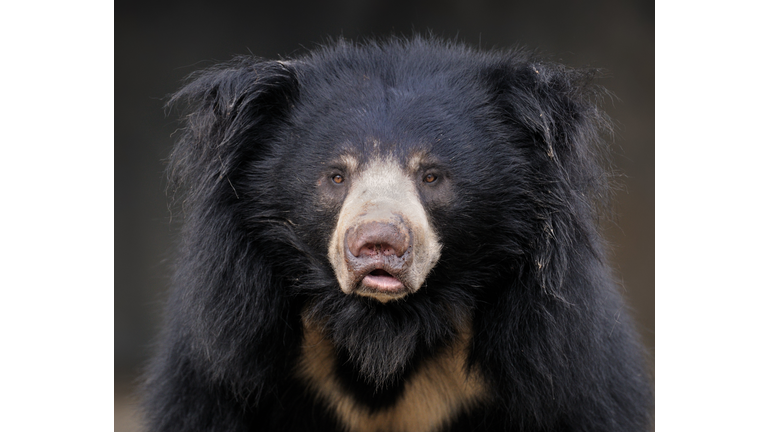 Sloth bear