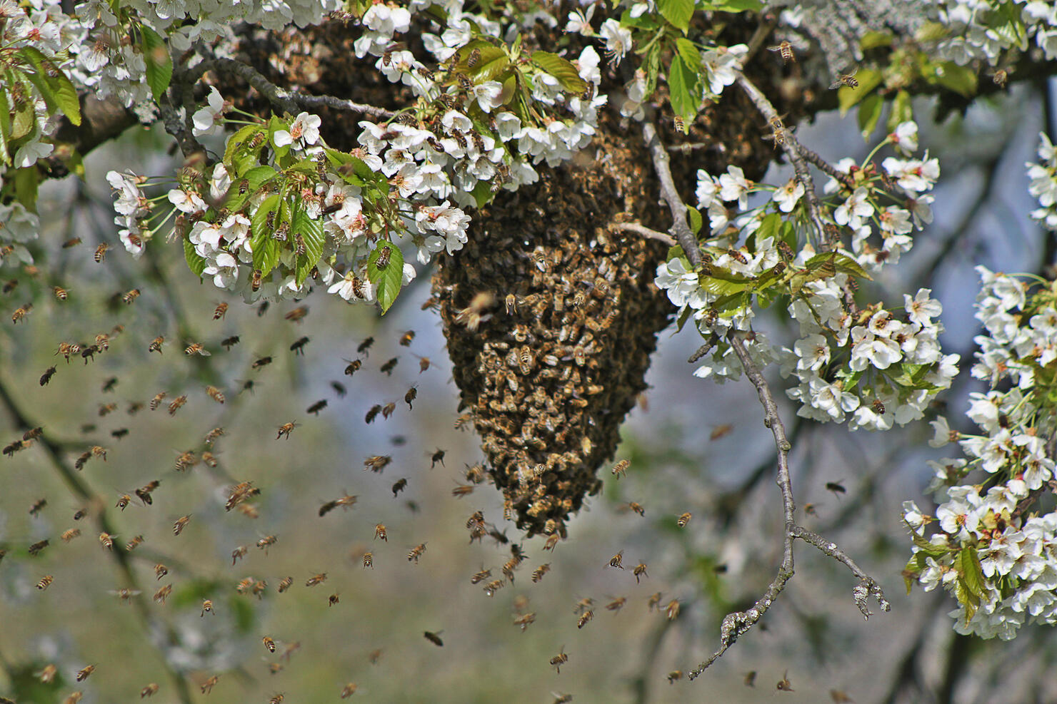 Honey bee swarm on blooming tree, Alsace