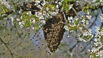 Disappearing Honey Bees