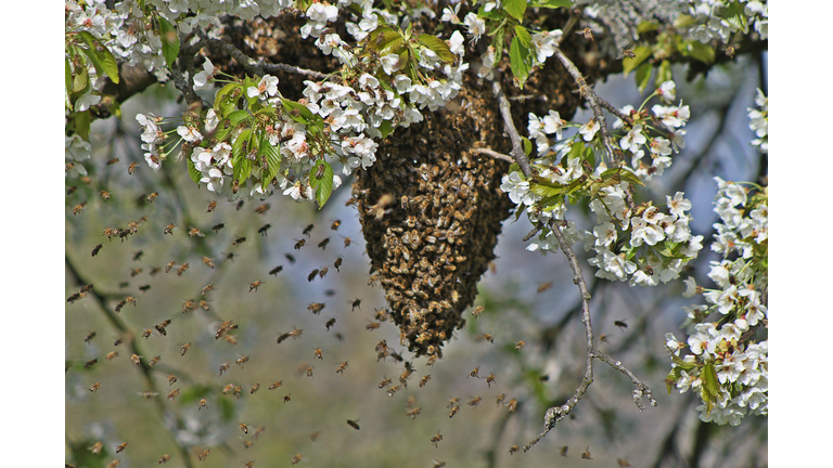 Disappearing Honey Bees