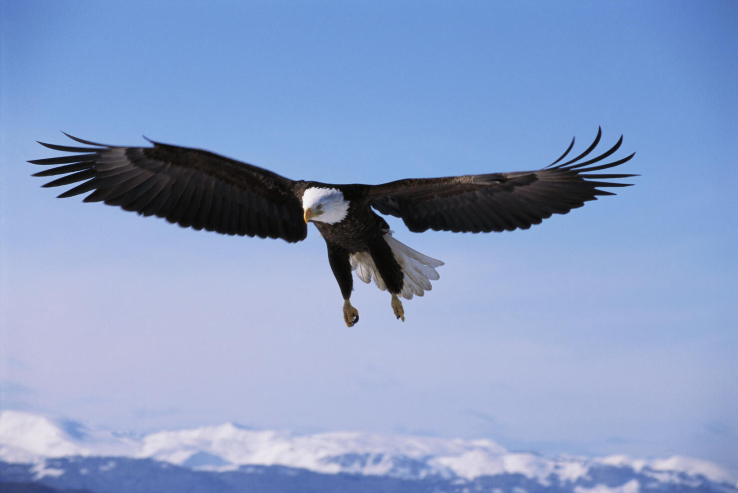 Bald Eagle Soaring