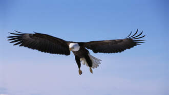 Webcam Captures Eagle Delivering Two Eggs Inside California National Park 
