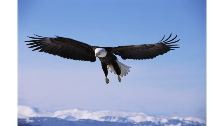 Bald Eagle Soaring