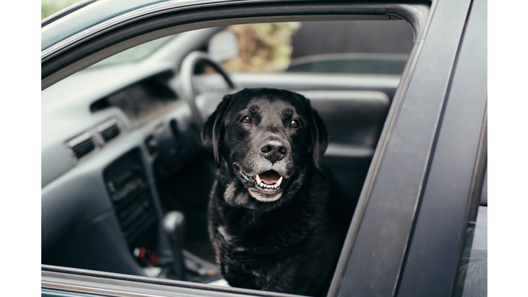 Close-Up Portrait Of Dog In Car