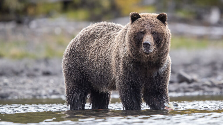 Grizzly bear walking in river,Canada