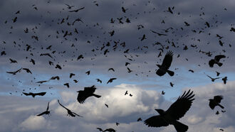 Bird Deaths, Strange Smells & End Times