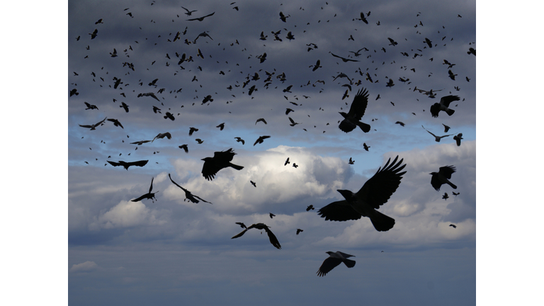 Bird Deaths, Strange Smells & End Times