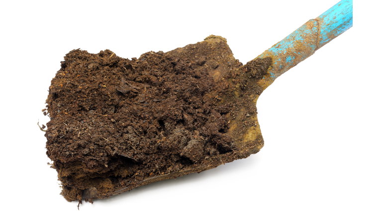 Cow manure on a shovel