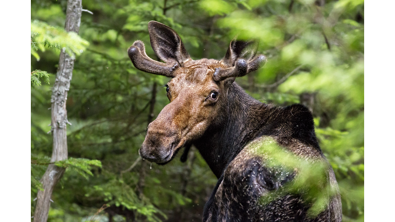 Wild Maine Moose on the Loose...