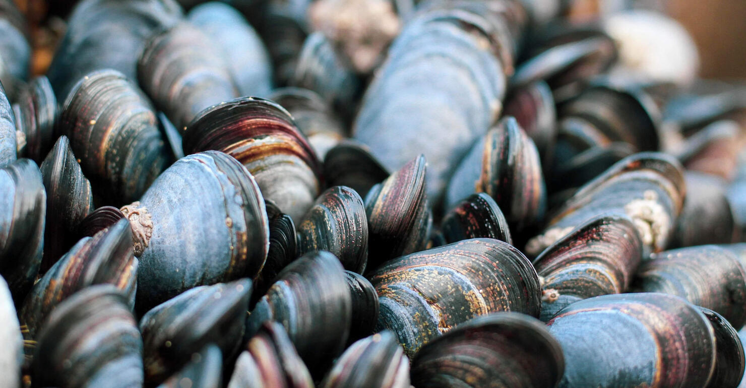 Full Frame Shot Of Many Mussels
