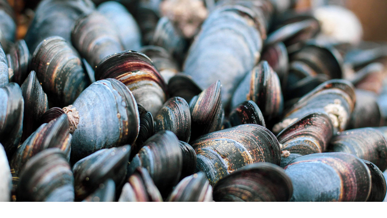 Full Frame Shot Of Many Mussels