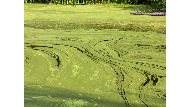 Algal Bloom