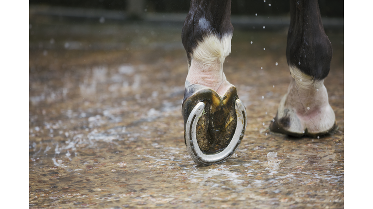 Close up of a horses hoof with a new horse shoe.