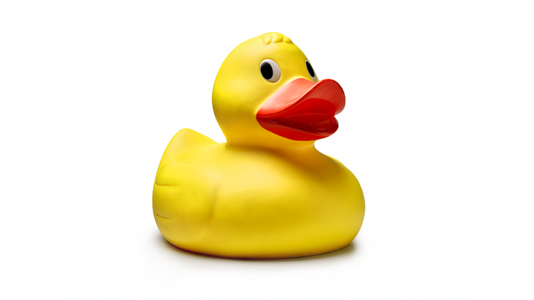 individual yellow rubber duck